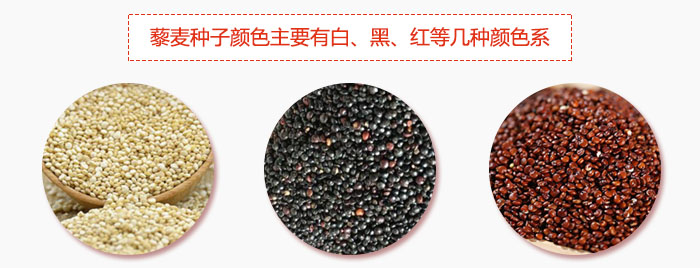 藜麥種子顏色主要有白、黑、紅等幾種顏色系，營養成分相差不大，其中白色口感好，黑、紅色口感相對差些，籽粒也較小。