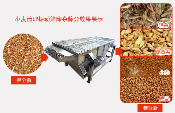 小麥清理振動篩小麥篩分效果展示圖可同時篩分出輕雜，比重雜，小雜，成品等四個等級。